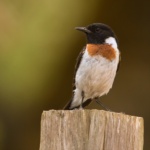 African Stonechat